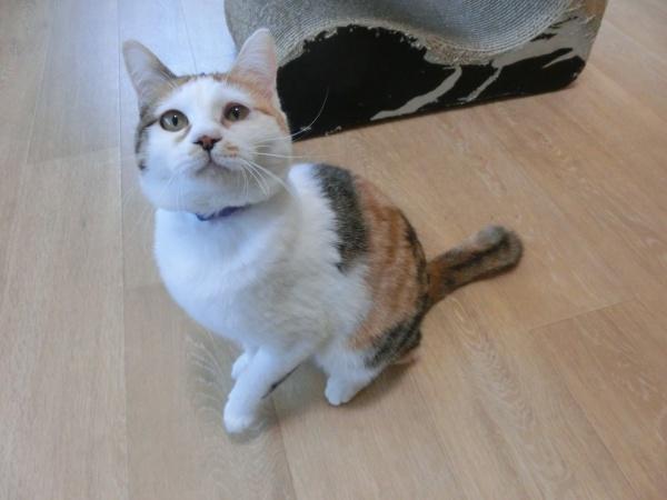 センター譲渡猫No.3802の写真